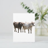 Brown Swiss Cows Postkarte (Stehend Vorderseite)