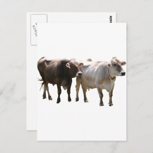 Brown Swiss Cows Postkarte (Vorne/Hinten)