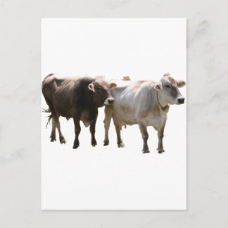 Brown Swiss Cows Postkarte