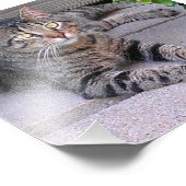 Brown Tabby Cat Außenbereich Fotodruck (Ecke)