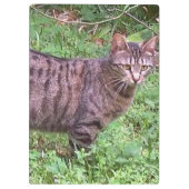 Brown Tabby Cat Außenbereich Klemmbrett (Rückseite)