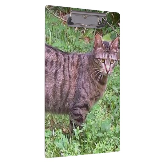 Brown Tabby Cat Außenbereich Klemmbrett (Rechts)