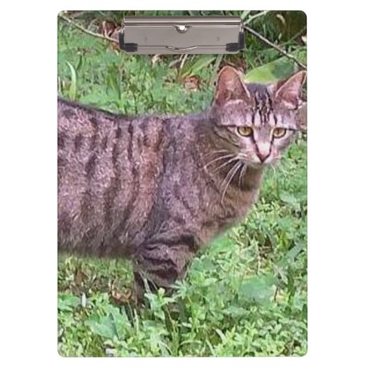 Brown Tabby Cat Außenbereich Klemmbrett (Vorderseite)