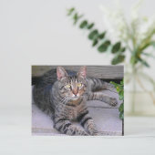 Brown Tabby Cat Außenbereich Postkarte (Stehend Vorderseite)
