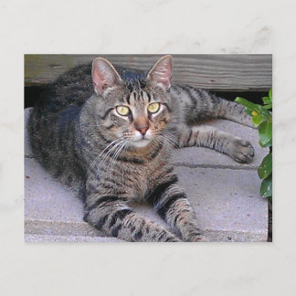 Brown Tabby Cat Außenbereich Postkarte