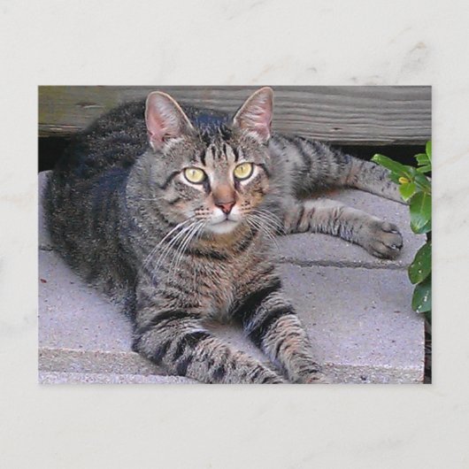 Brown Tabby Cat Außenbereich Postkarte (Vorderseite)