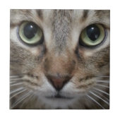 Brown Tabby Cat Fliese (Vorderseite)