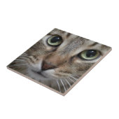 Brown Tabby Cat Fliese (Seite)