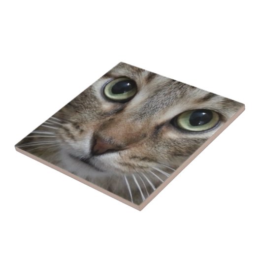 Brown Tabby Cat Fliese (Seite)