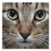 Brown Tabby Cat Fotodruck (Vorne)