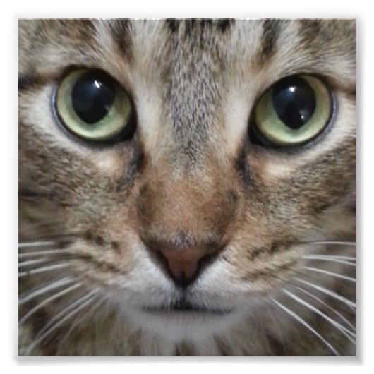 Brown Tabby Cat Fotodruck (Vorne)