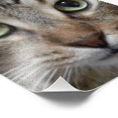 Brown Tabby Cat Fotodruck (Ecke)