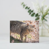 Brown tabby cat：Postcard Postkarte (Stehend Vorderseite)