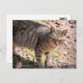 Brown tabby cat：Postcard Postkarte (Vorne/Hinten)