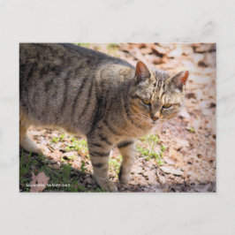 Brown tabby cat:Postcard Postkarte