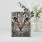 Brown Tabby Cat Postkarte (Stehend Vorderseite)