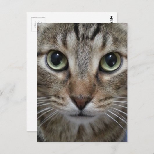 Brown Tabby Cat Postkarte (Vorne/Hinten)