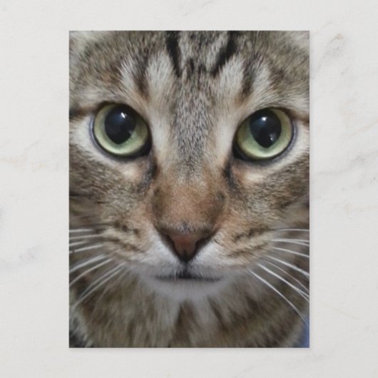 Brown Tabby Cat Postkarte (Vorderseite)