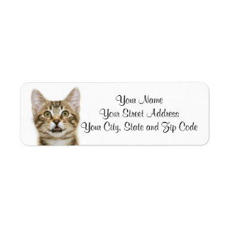 Brown Tabby Kitten