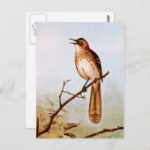 Brown Thrasher Bird Art Postkarte (Vorne/Hinten)