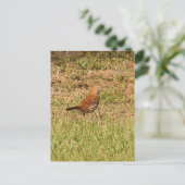 Brown Thrasher Bird Foto Postkarte (Stehend Vorderseite)