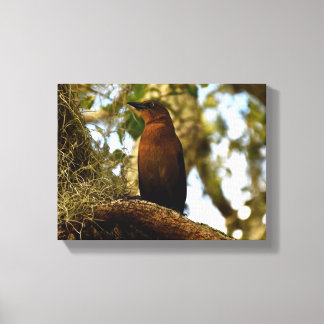 Brown Thrasher Bird Leinwanddruck