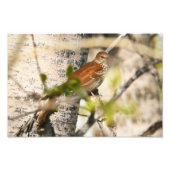 Brown Thrasher Fotodruck (Vorne)