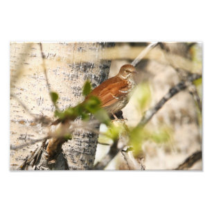 Brown Thrasher Fotodruck
