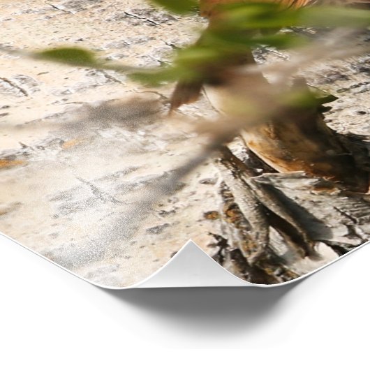 Brown Thrasher Fotodruck (Ecke)