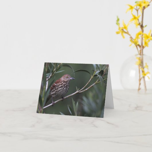 Brown Thrasher - Joe Sweeney - Karte (Gelbe Blume)