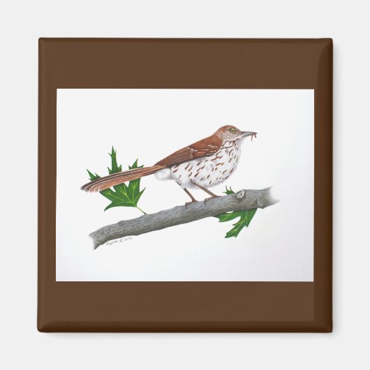 Brown Thrasher Magnet (Vorne)