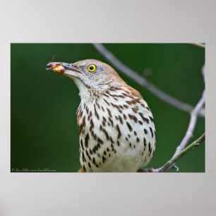 Brown Thrasher mit/Catch of the Day Poster