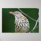 Brown Thrasher mit/Catch of the Day Poster (Vorne)