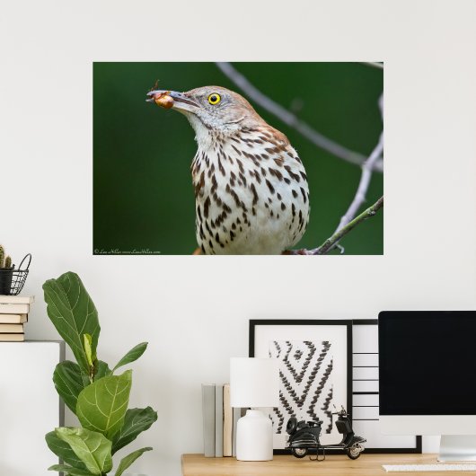 Brown Thrasher mit/Catch of the Day Poster (Heimbüro)