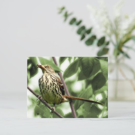 Brown Thrasher Postcard Postkarte (Stehend Vorderseite)