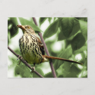 Brown Thrasher Postcard Postkarte
