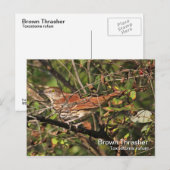 Brown Thrasher Postcard Postkarte (Vorne/Hinten)