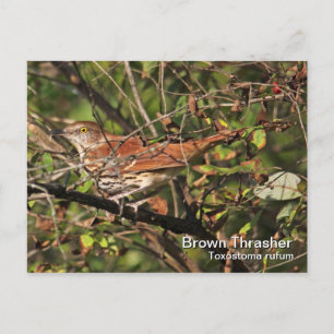 Brown Thrasher Postcard Postkarte