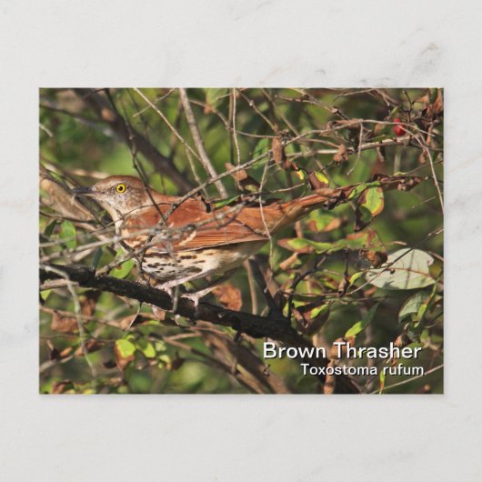 Brown Thrasher Postcard Postkarte (Vorderseite)