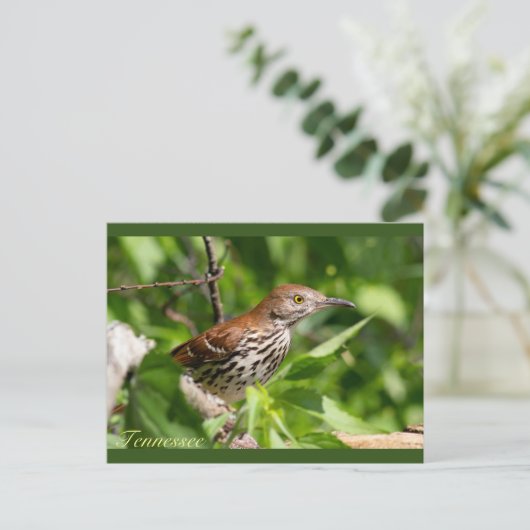Brown Thrasher Postkarte (Stehend Vorderseite)
