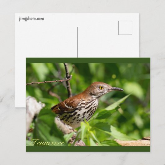 Brown Thrasher Postkarte (Vorne/Hinten)