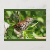 Brown Thrasher Postkarte (Vorderseite)