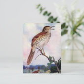 Brown Thrasher Postkarte (Stehend Vorderseite)