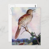 Brown Thrasher Postkarte (Vorne/Hinten)