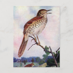 Brown Thrasher Postkarte