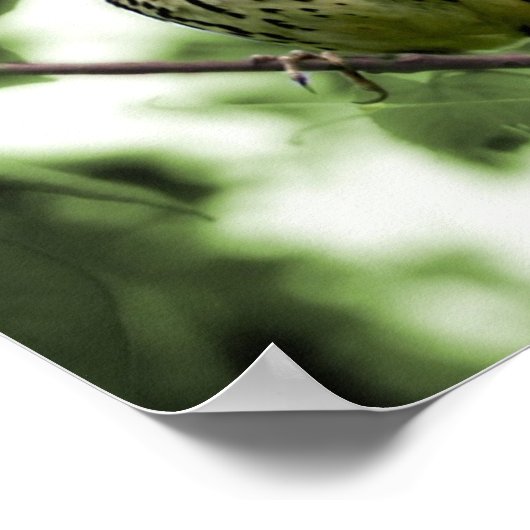 Brown Thrasher Print Poster (Ecke)