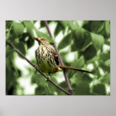 Brown Thrasher Print Poster (Vorne)