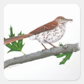 Brown Thrasher Sticker (Vorderseite)