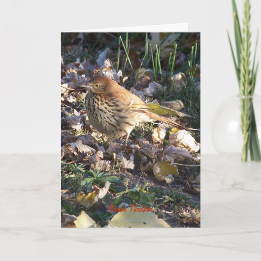 Brown Thrasher, Sunshine Karte (Vorderseite)