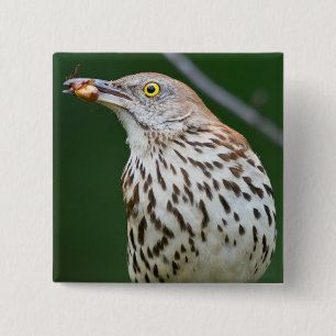 Brown Thrasher w/Catch of the Day Geschenke Beklei Button